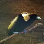 Magnificent Bird-of-paradise