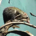 Lesser Treeshrew