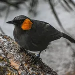 Rufous-cheeked Laughingthrush