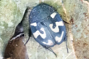 Therea olegrandjeani