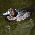 Eurasian Greater Scaup