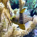 Pajama Cardinalfish