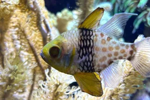 Pajama Cardinalfish