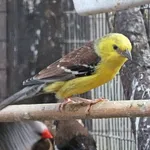 Sudan Golden Sparrow