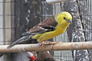 Bruinruggoudmus