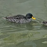 Yellow-billed Duck
