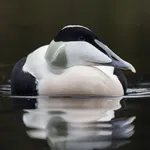 Common Eider