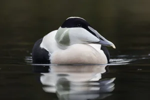 Eider