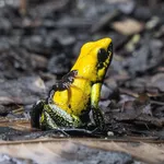 Black-legged Poison Dart Frog