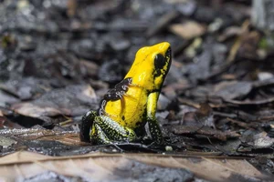 Black-legged Poison Dart Frog