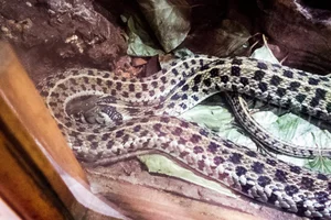 Checkered Garter Snake