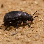 Pimelia angulata Fabricius, 1775