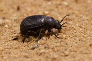 Pimelia angulata