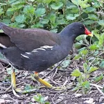 Eurasian Common Moorhen