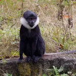 L'Hoest's Monkey