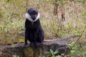 L'Hoëstmeerkat