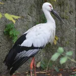 Oriental Stork