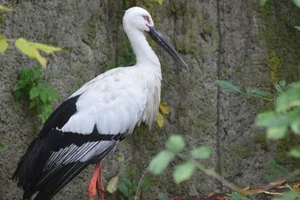 Zwartsnavelooievaar