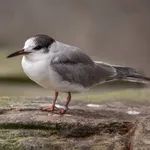 Arctic Tern