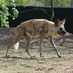 African Wild Dog