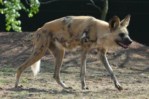 Afrikaanse Wilde Hond