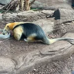 Southern Tamandua