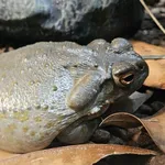 Sonoran Desert Toad