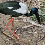 Black-necked Stork