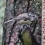 Crested Tit