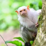 Silvery Marmoset