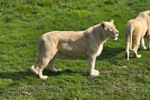 Afrikaanse Leeuw