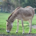 Kulan