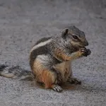 Barbary Ground Squirrel