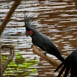 Palm Cockatoo