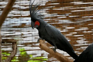 Palmkaketoe