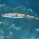 Lesser Spotted Dogfish