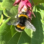 Buff-tailed Bumblebee