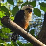Collared Falconet