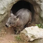Southern Hairy-nosed Wombat