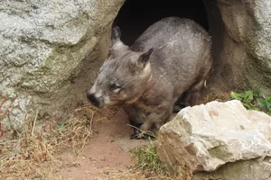 Zuidelijke Breedneuswombat