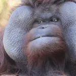 Bornean Orangutan