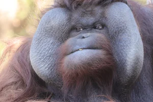 Borneose Orang-oetan