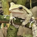 Java Whipping Frog