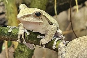 Java Whipping Frog