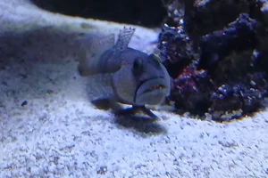 Gelbe Symbiosegrundel