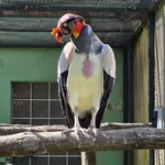 King Vulture