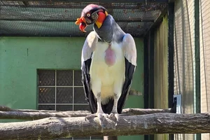 Koningsgier