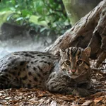 Fishing Cat