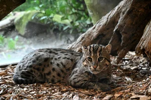 Vissende Kat