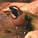 Golden-billed Saltator